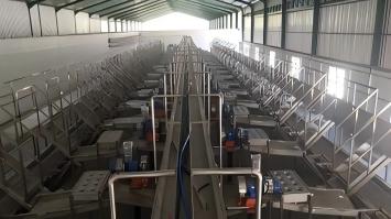 Ligne de production de transformation de noix de coco 2024 Indonésie 10 000 UPH